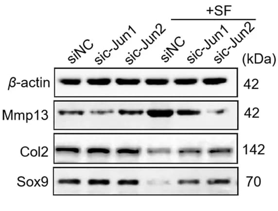 Open access visualization of Gel, Chondrocytes, hucMSCs, c-Jun Knockdown, SF Treatment