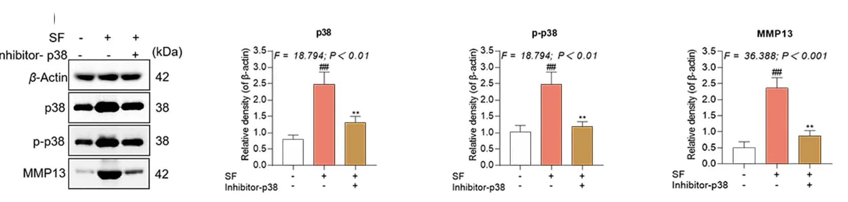 Open access visualization of Bar Plot, Error Bars, Gel, hucMSCs, SF