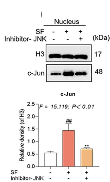 Open access visualization of Bar Plot, Error Bars, Gel, hucMSCs nuclei, SF