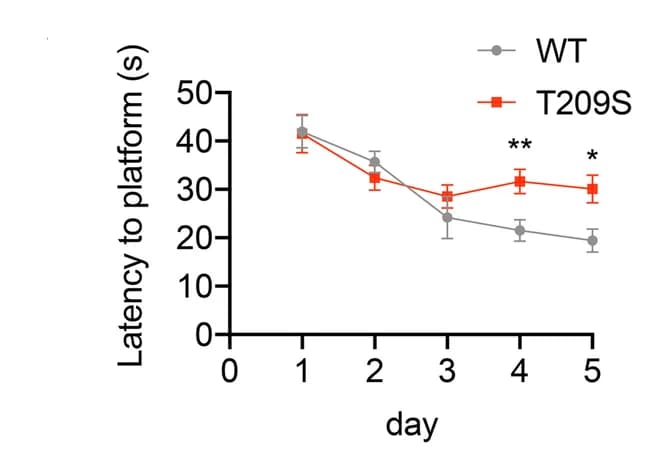 Open access visualization of Line Plot, Error Bars, Morris Water Maze, WT Mice, ZDHHC21 T209S/T209S Mice