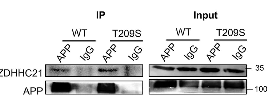 Open access visualization of Gel, Immunoblot, Co-immunoprecipitation, ZDHHC21, APP