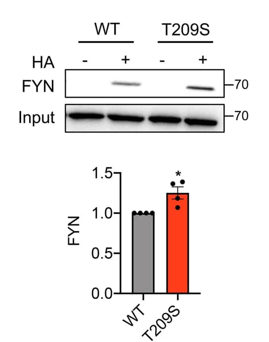 Open access visualization of Bar Plot, Gel, Immunoblot, Quantification, FYN
