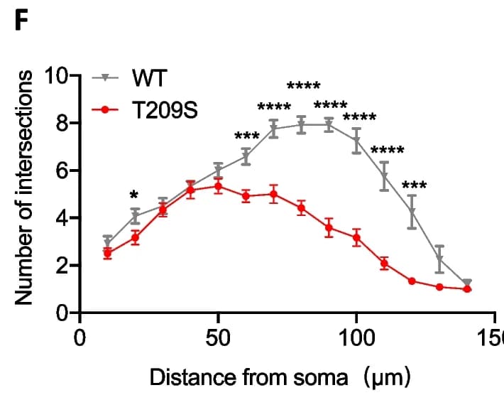 Open access visualization of Line Plot, Error Bars, Quantification, Dendritic Spines