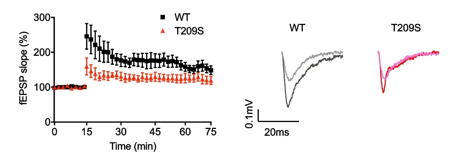 Open access visualization of Line Plot, Error Bars, LTP, Hippocampal Sections