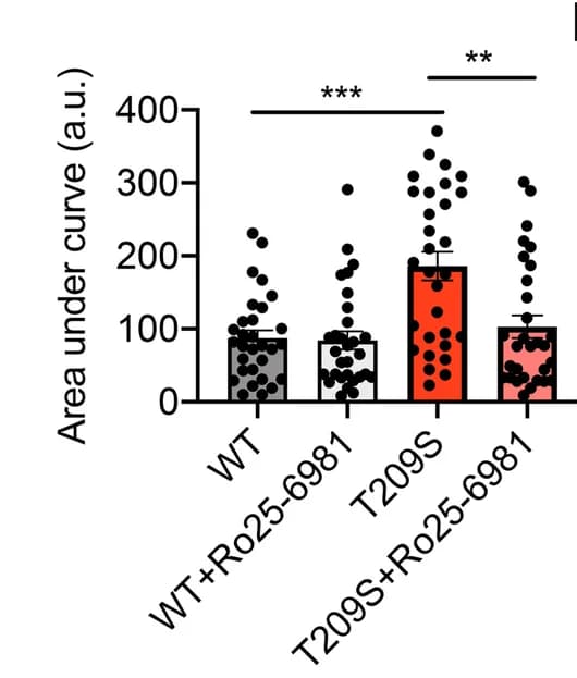 Open access visualization of Bar Plot, Error Bars, Scatter Plot, Calcium Transient AUC, WT Neurons