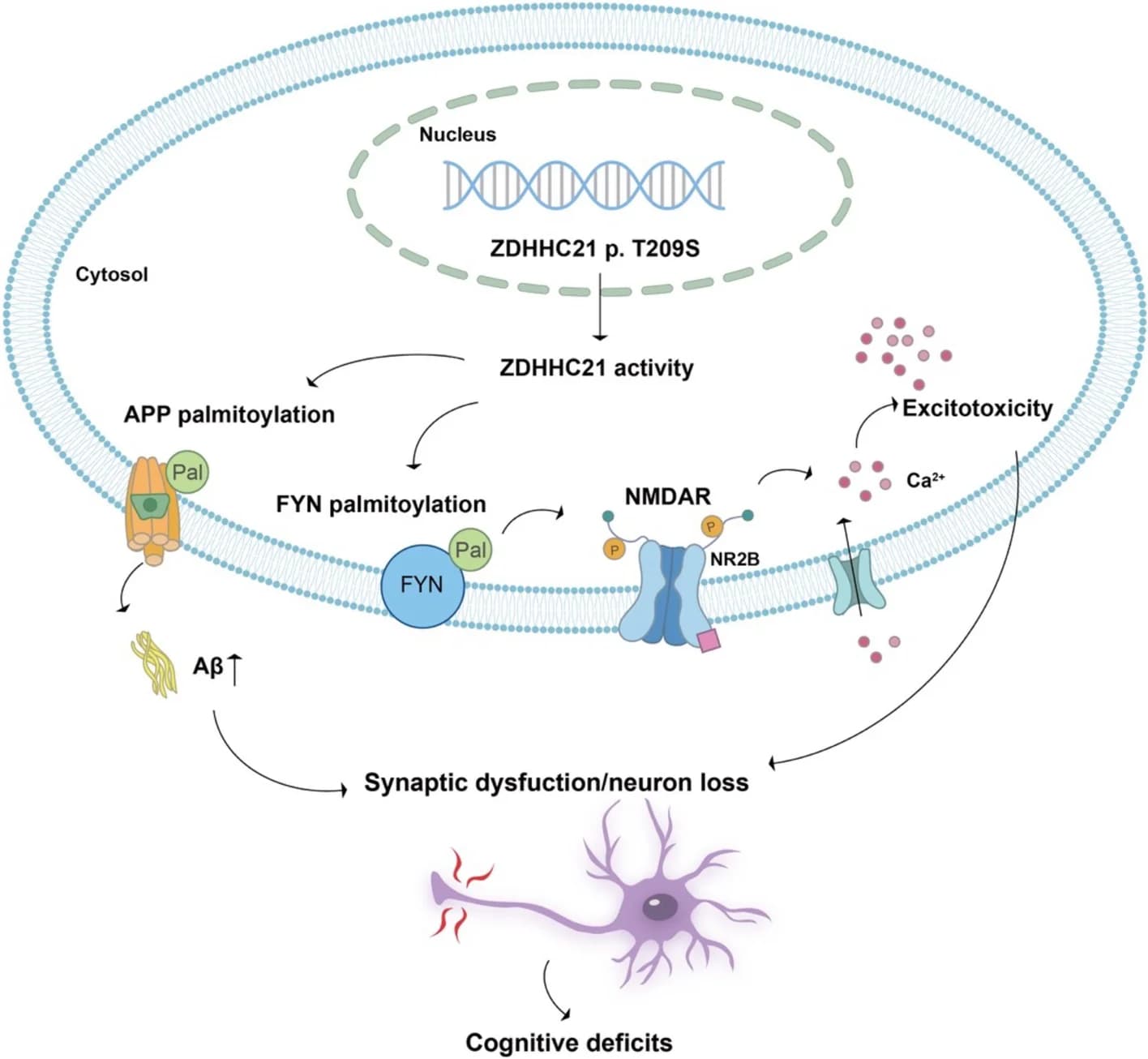 Open access visualization of Workflow, Illustration, Palmitoylation, ZDHHC21 p.T209S, Alzheimer's Disease