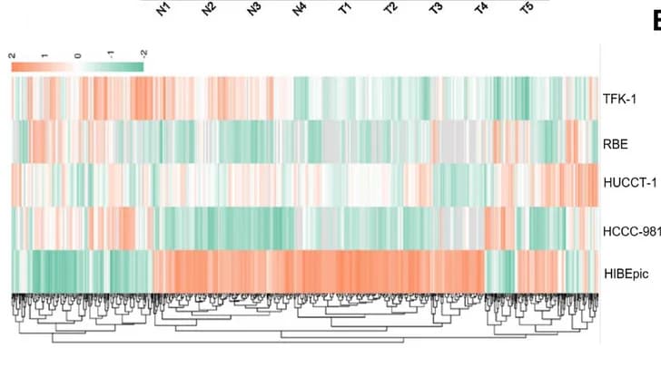Open access visualization of Heatmap, Clustered, Differentially Expressed Proteins, Cell Supernatant