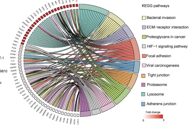 Open access visualization of Chord, Pathway, Chord Dendrogram, Differentially Expressed Proteins, Supernatant