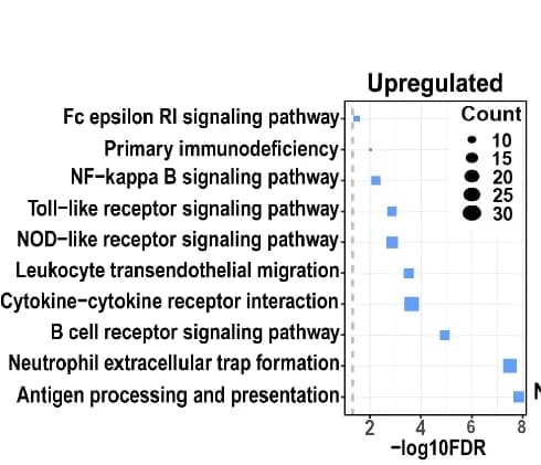 Open access visualization of Bubble Plot, KEGG Pathway Analysis