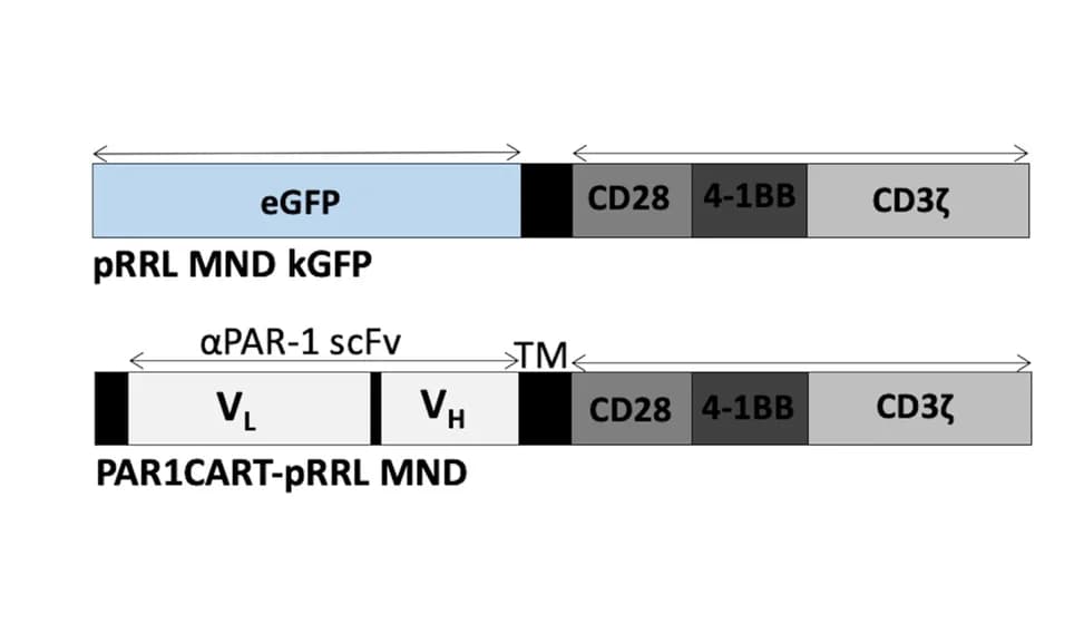 Open access visualization of Workflow, Illustration, Lentiviral Vector, Chimeric Antigen Receptor, CAR
