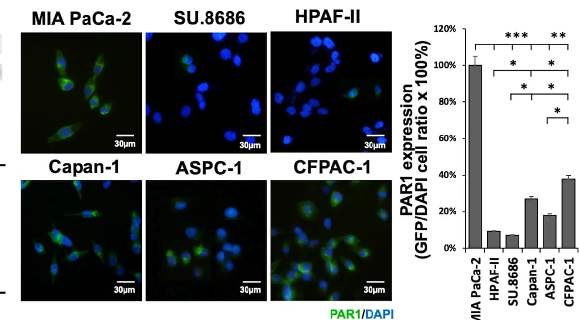 Open access visualization of Bar Plot, Microscopy, Photo, Error Bars, Immunocytofluorescence