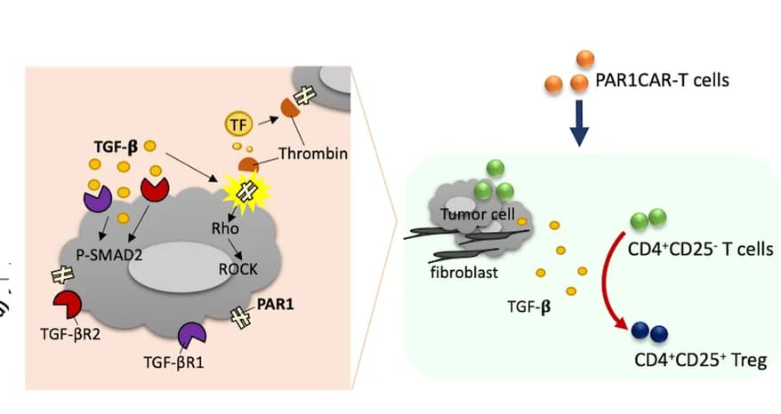 Open access visualization of Workflow, Illustration, Schematic Diagram, TGF-beta, Treg Function