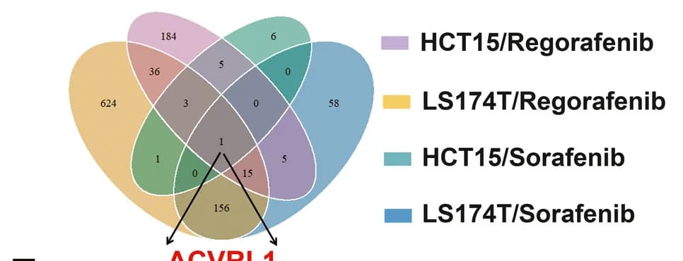 Open access visualization of Venn Diagram, ACVRL1, Gene Upregulation, HCT15 Cells, LS174T Cells
