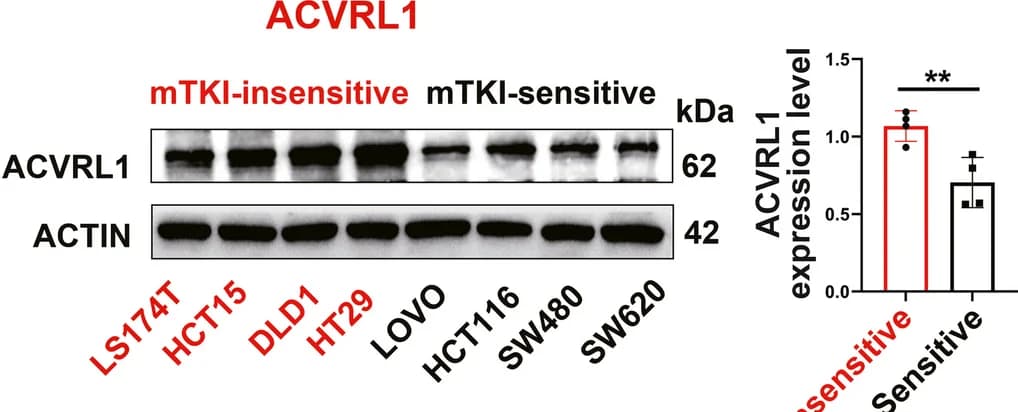 Open access visualization of Gel, Bar Plot, Error Bars, ACVRL1, CRC Cell Lines