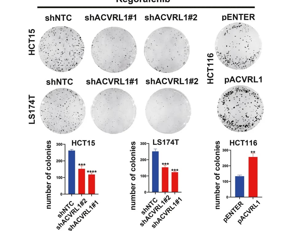 Open access visualization of Bar Plot, Photo, Survival Rate, Transfected Cells, Regorafenib