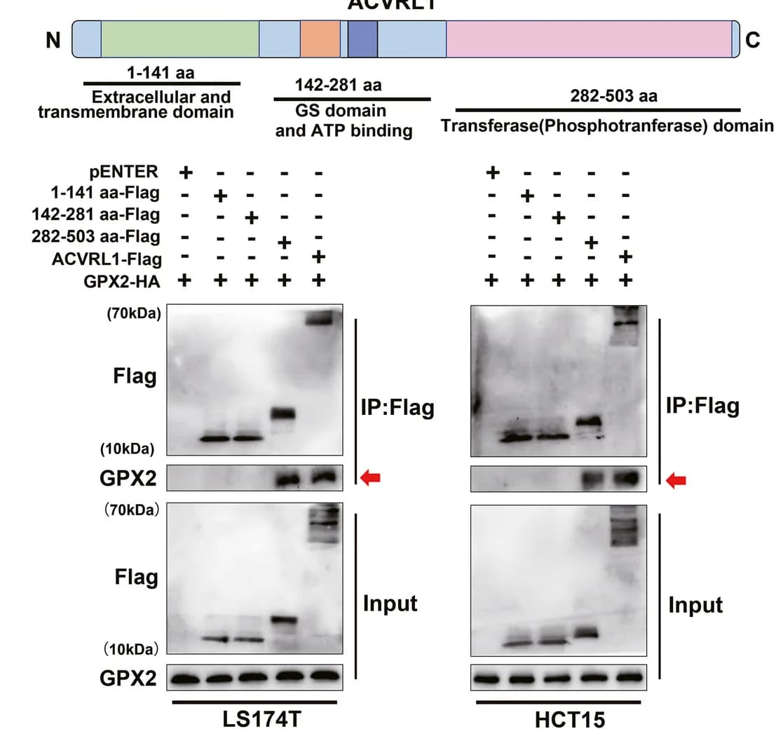 Open access visualization of Gel, Illustration, ACVRL1 Domains, Extracellular Domain, Transmembrane Domain