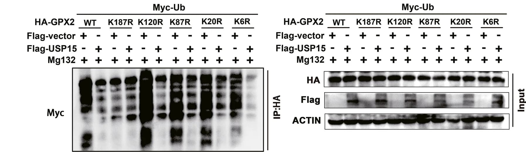 Open access visualization of Gel, Ubiquitination, USP15, GPX2, Lysine