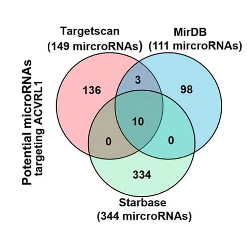 Open access visualization of Venn Diagram, miRNA-target Databases, miRNAs, ACVRL1