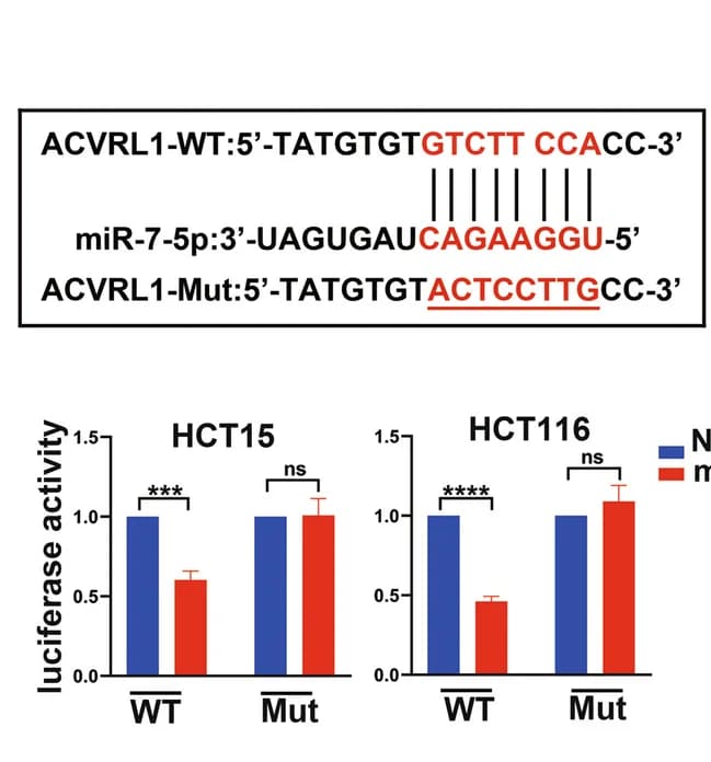 Open access visualization of Bar Plot, Error Bars, Clustered, Illustration, Luciferase Reporter Assay
