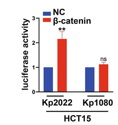 Open access visualization of Bar Plot, Error Bars, Clustered, Luciferase Activity, HCT15 Cells