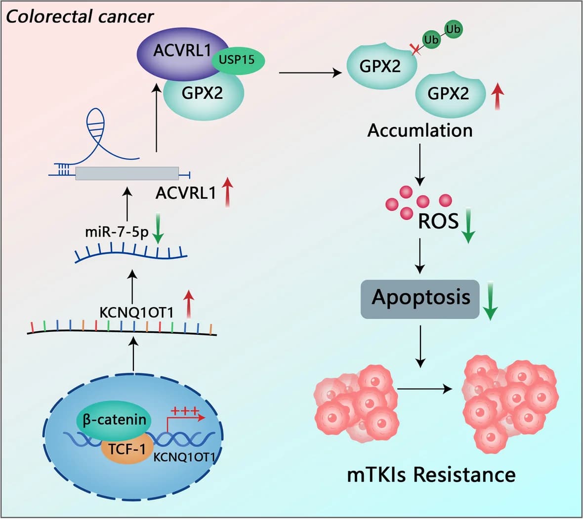 Open access visualization of Workflow, Illustration, ACVRL1, Wnt/β-catenin, KCNQ1OT1