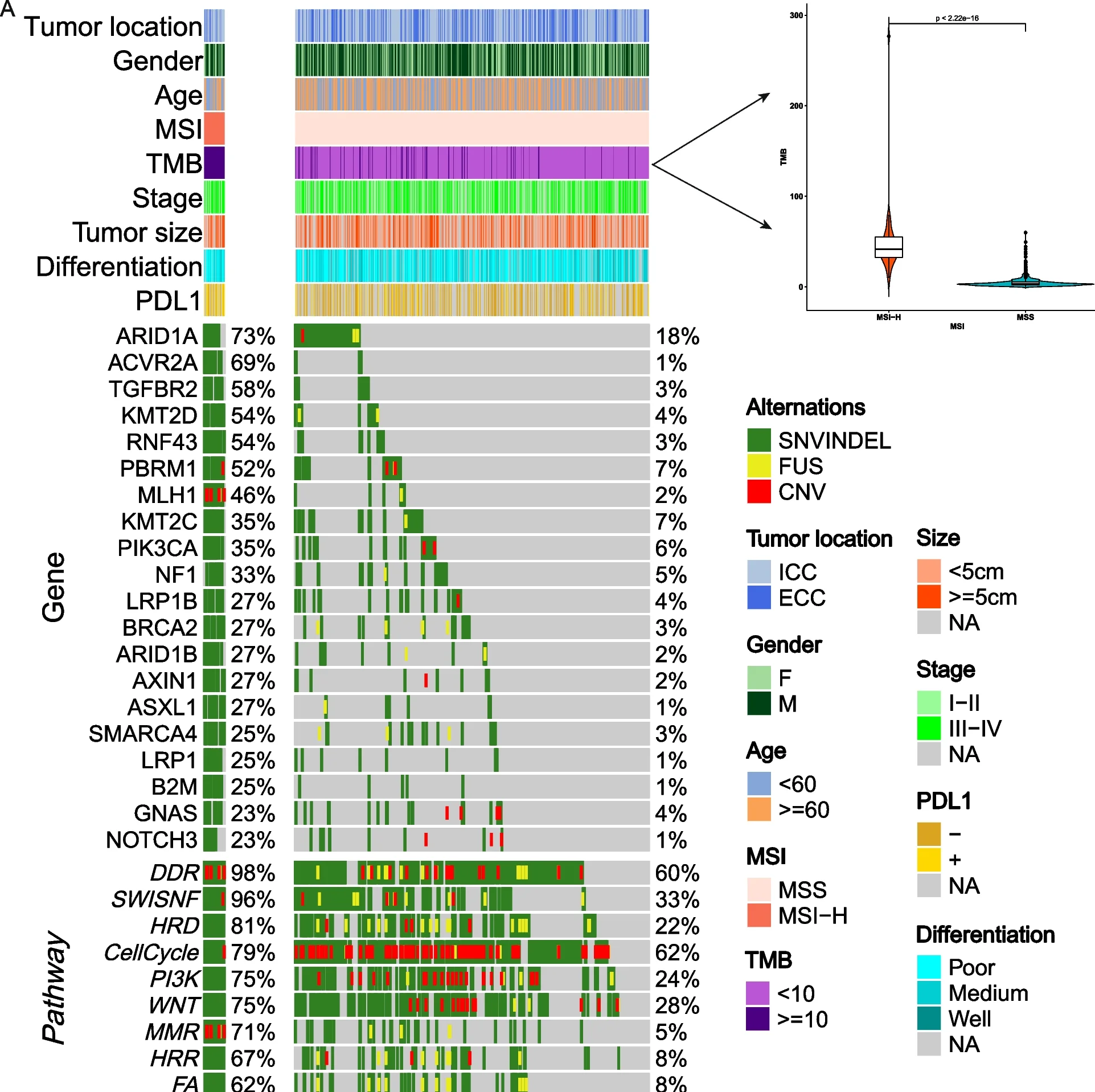Open access visualization of Violin Plot, Waterfall Plot, TMB, Tumor Mutation Burden, MSI-H