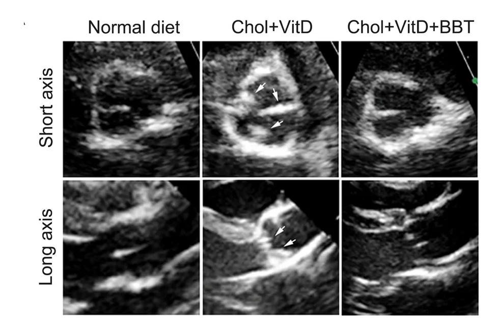Open access visualization of Microscopy, Echocardiography, Aortic Valve, Rabbits, BBT-877