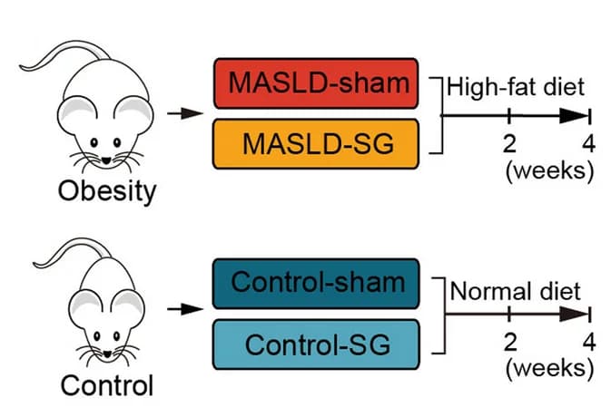 Open access visualization of Workflow, Illustration, Rodent Model, Sample Collection