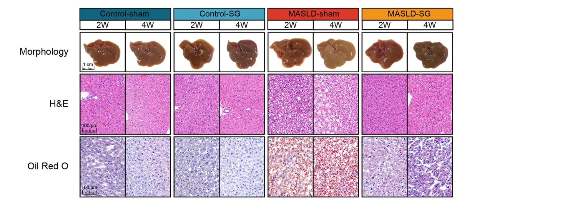 Open access visualization of Microscopy, Photo, Morphology, H&E Staining, Oil Red O Staining