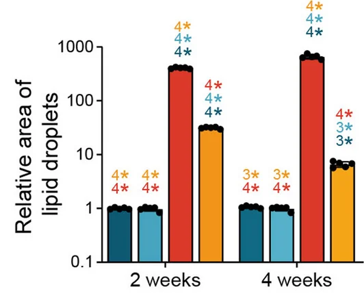 Open access visualization of Bar Plot, Error Bars, Clustered, Lipid Droplets, Mice