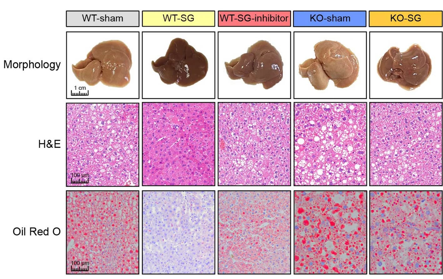 Open access visualization of Microscopy, Photo, Gel, Mouse Liver, H&E Staining