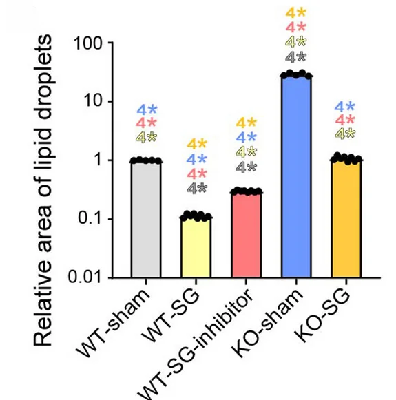 Open access visualization of Bar Plot, Error Bars, Lipid Droplets, Mice