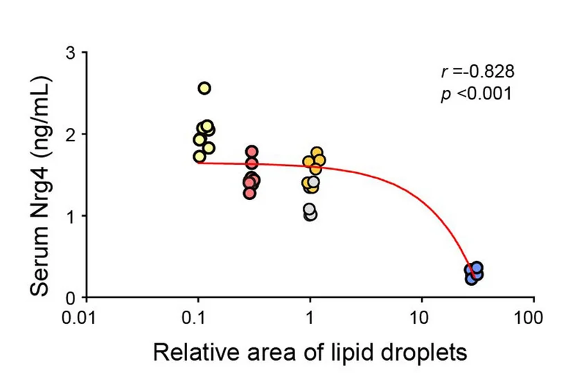 Open access visualization of Scatter Plot, Regression Plot, Nrg4, Lipid Droplets, Mouse Models