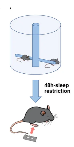 Open access visualization of Workflow, Illustration, SR Model, Mice