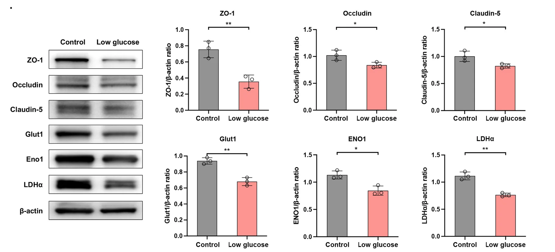 Open access visualization of Bar Plot, Error Bars, Photo, Gel, Western Blot