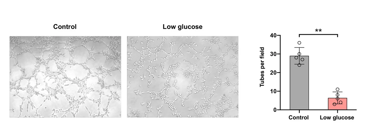 Open access visualization of Bar Plot, Error Bars, Microscopy, Photo, Tube Formation