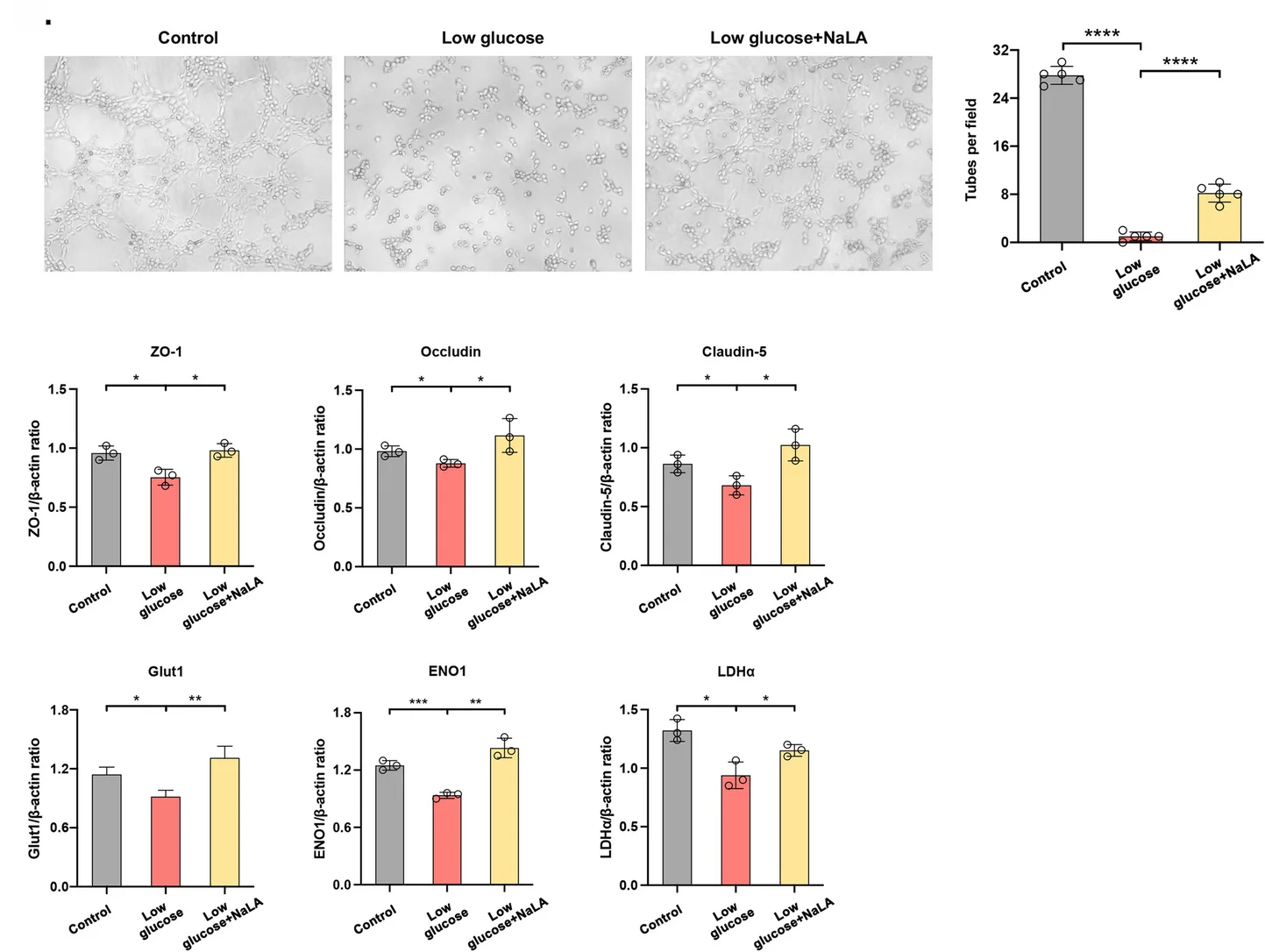 Open access visualization of Bar Plot, Error Bars, Photo, Microscopy, Tube Formation