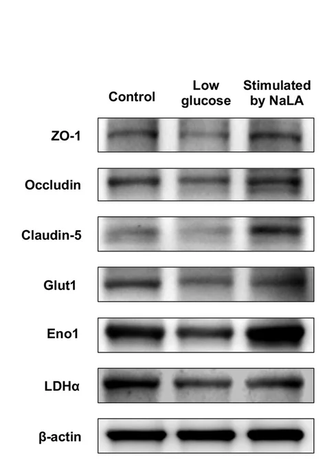 Open access visualization of Gel, Protein Levels, ZO-1, Occludin, Claudin-5