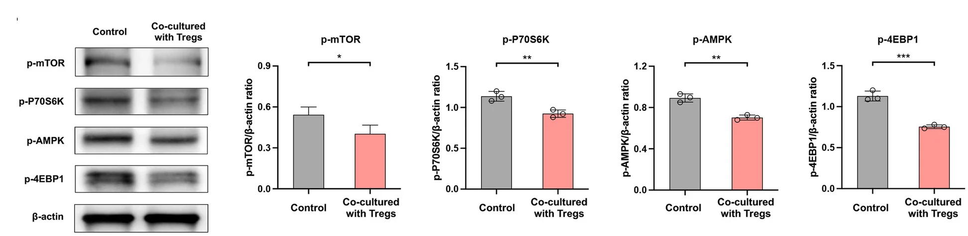 Open access visualization of Bar Plot, Error Bars, Photo, Gel, p-mTOR