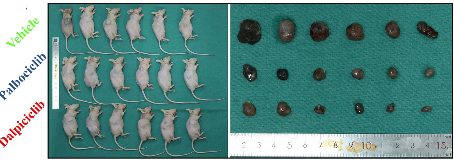 Open access visualization of Photo, Palbociclib, Dalpiciclib, CDK4, PDX