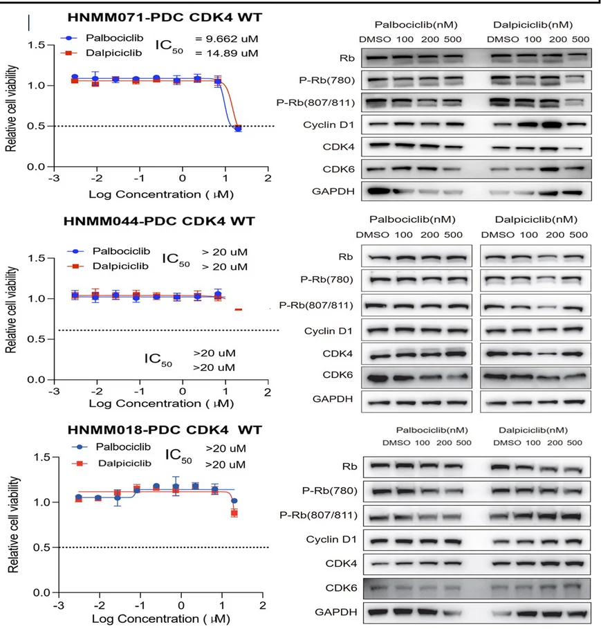 Open access visualization of Line Plot, Error Bars, Gel, Photo, Palbociclib