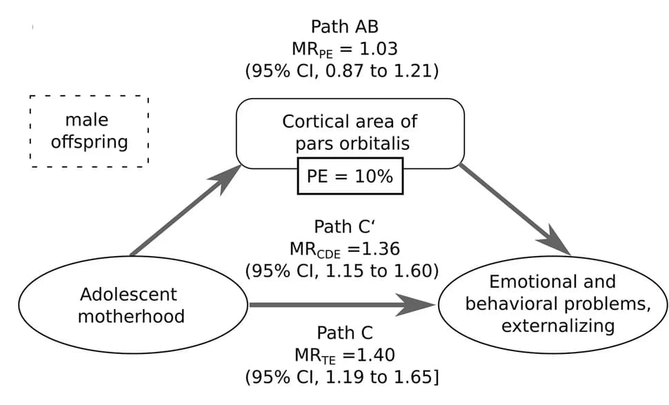 Open access visualization of Workflow, Flowchart, Mediation Analysis, Brain Morphology, Adolescent Motherhood