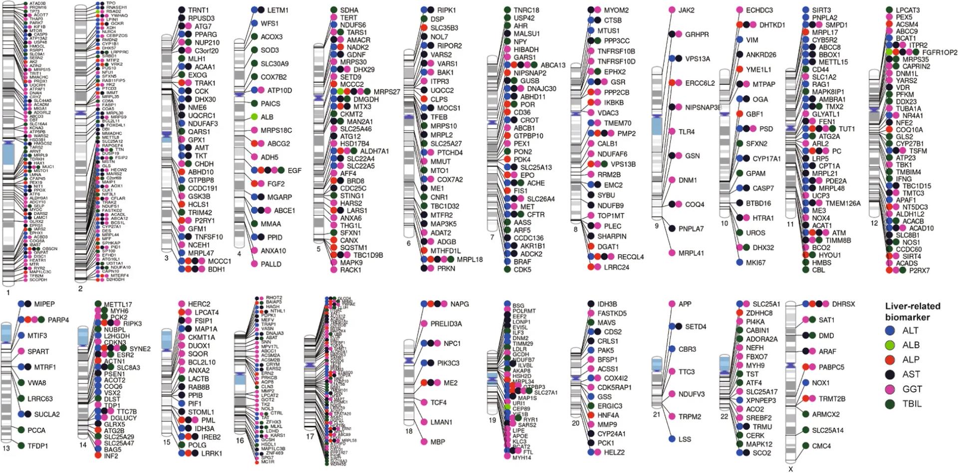 Open access visualization of Scatter Plot, Manhattan Plot, Chromosomal Ideograms, Mitochondrial, Protein Truncating Variants