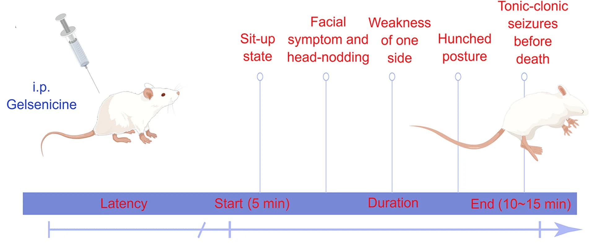 Open access visualization of Illustration, Workflow, Gelsenicine, Mice, Intoxication