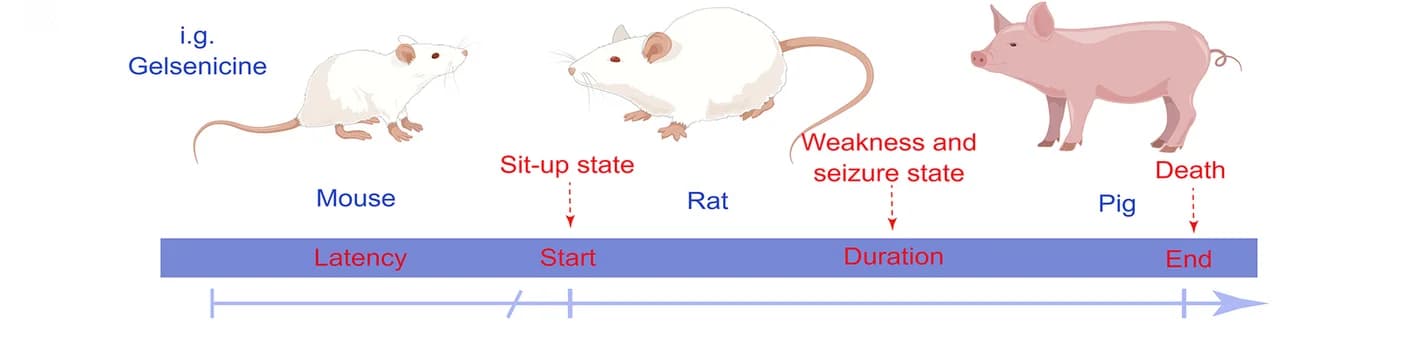 Open access visualization of Workflow, Intragastric Gavage, Gelsenicine, Mice, Rats