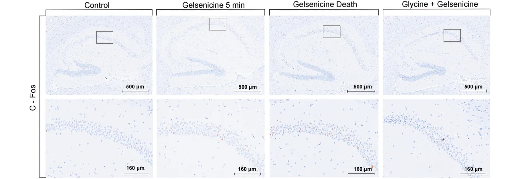Open access visualization of Microscopy, c-Fos Expression, Hippocampus, Gelsenicine, Mice