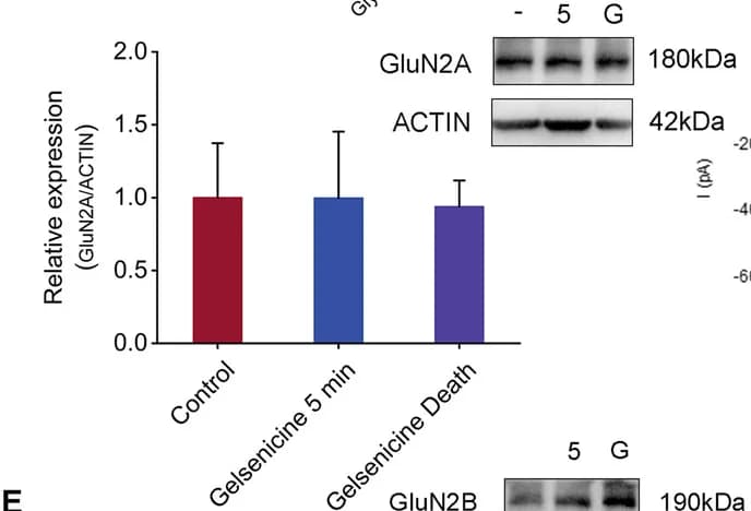 Open access visualization of Bar Plot, Error Bars, Gel, GluN2A Receptors, Hippocampus