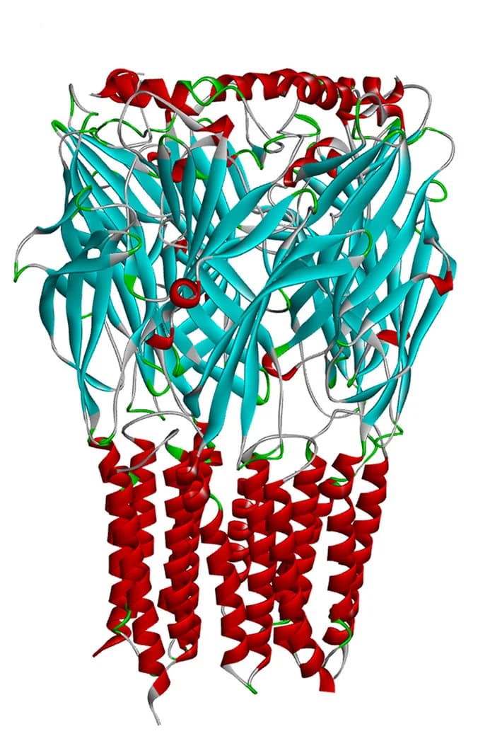 Open access visualization of Protein Structure, 3D Structure, GABA A Receptor, Homologous Modeling, Pig