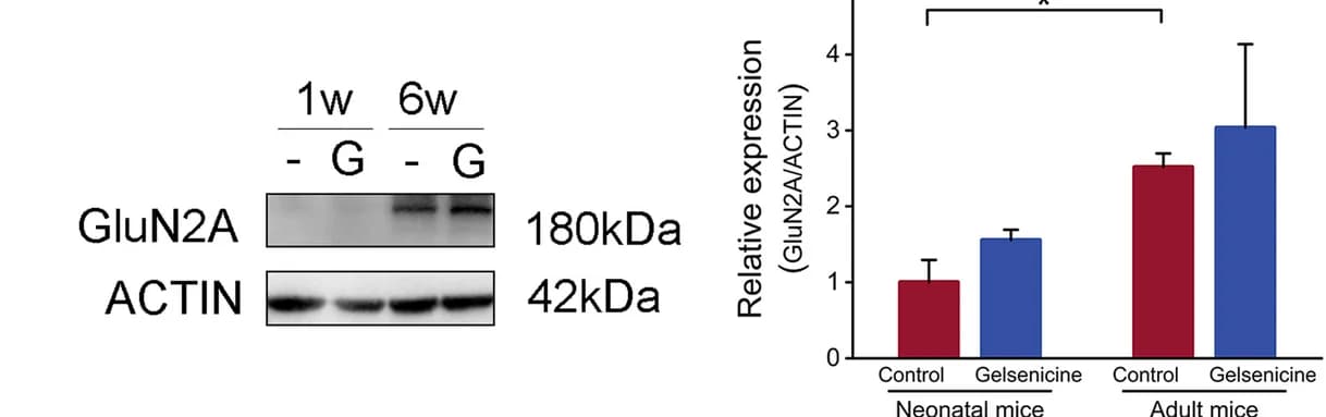 Open access visualization of Bar Plot, Error Bars, GluN2A Subunits, Hippocampus, Mice