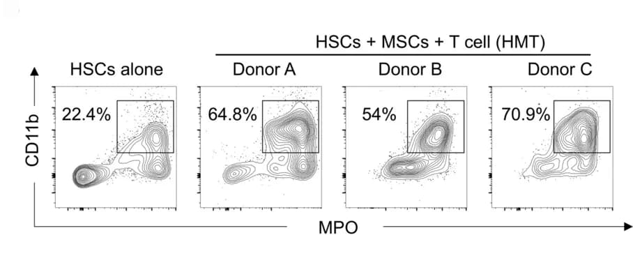 Open access visualization of Scatter Plot, HSCs, MSCs, T Cells, CD11b+ MPO+ Population